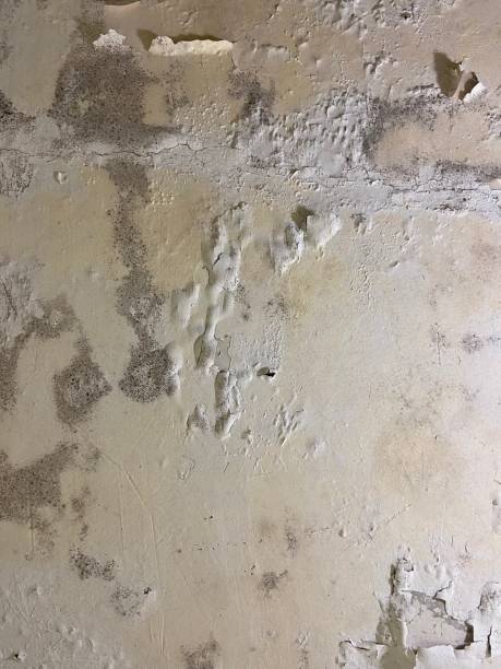 Best Certified Mold Removal  in Setauket, NY