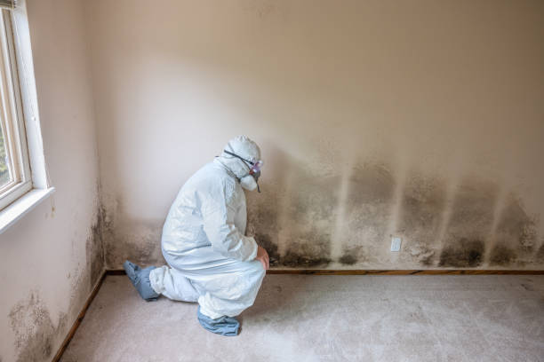 Mold Testing and Removal in Setauket, NY
